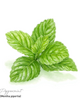 Peppermint 薄荷精油