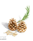 Pine wood