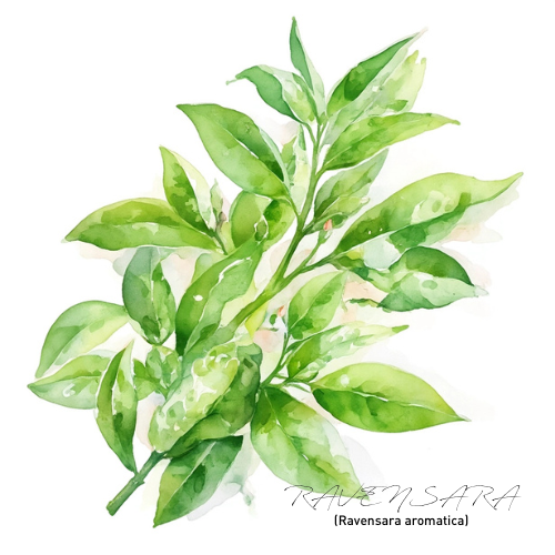 Ravensara 羅文沙葉精油
