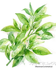 Ravensara 羅文沙葉精油