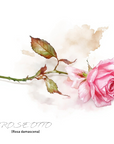 Rose otto