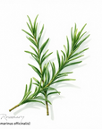 Rosemary Essential Oil
