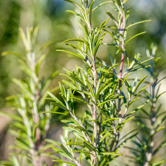 Rosemary Essential Oil image 2