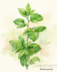 Spearmint 綠薄荷