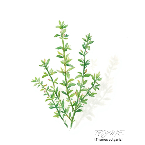 Thyme Essential Oil