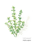 Thyme 百里香精油