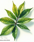 Tea Tree Essential Oil