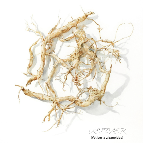 Vetiver Essential Oil