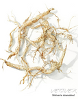 Vetiver 岩蘭草