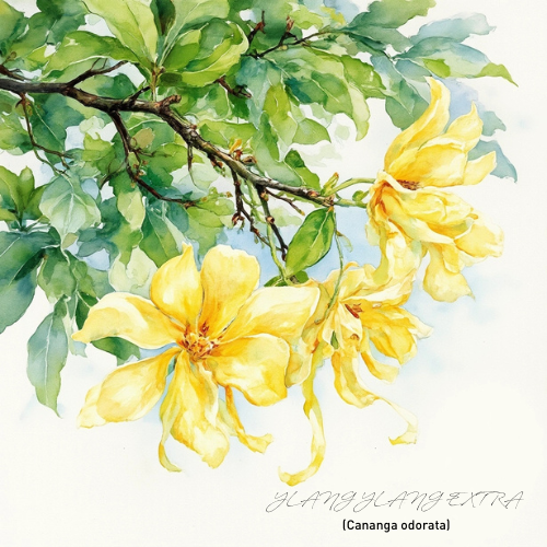Ylang Ylang Extra Essential Oil