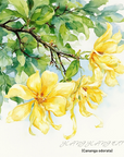 Ylang Ylang Extra 依蘭特級精油