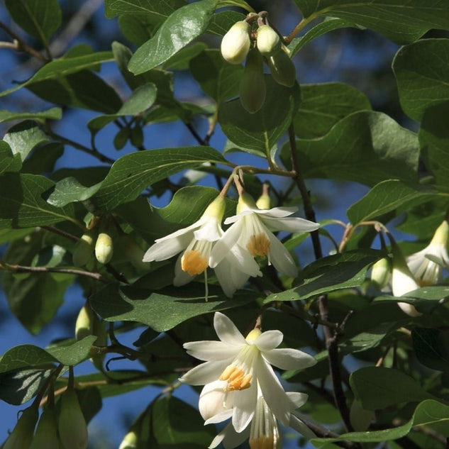 Benzoin Essential Oil