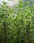 Thyme 百里香精油