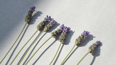 為什麼薰衣草永不過時？一段跨越時間的療癒旅程