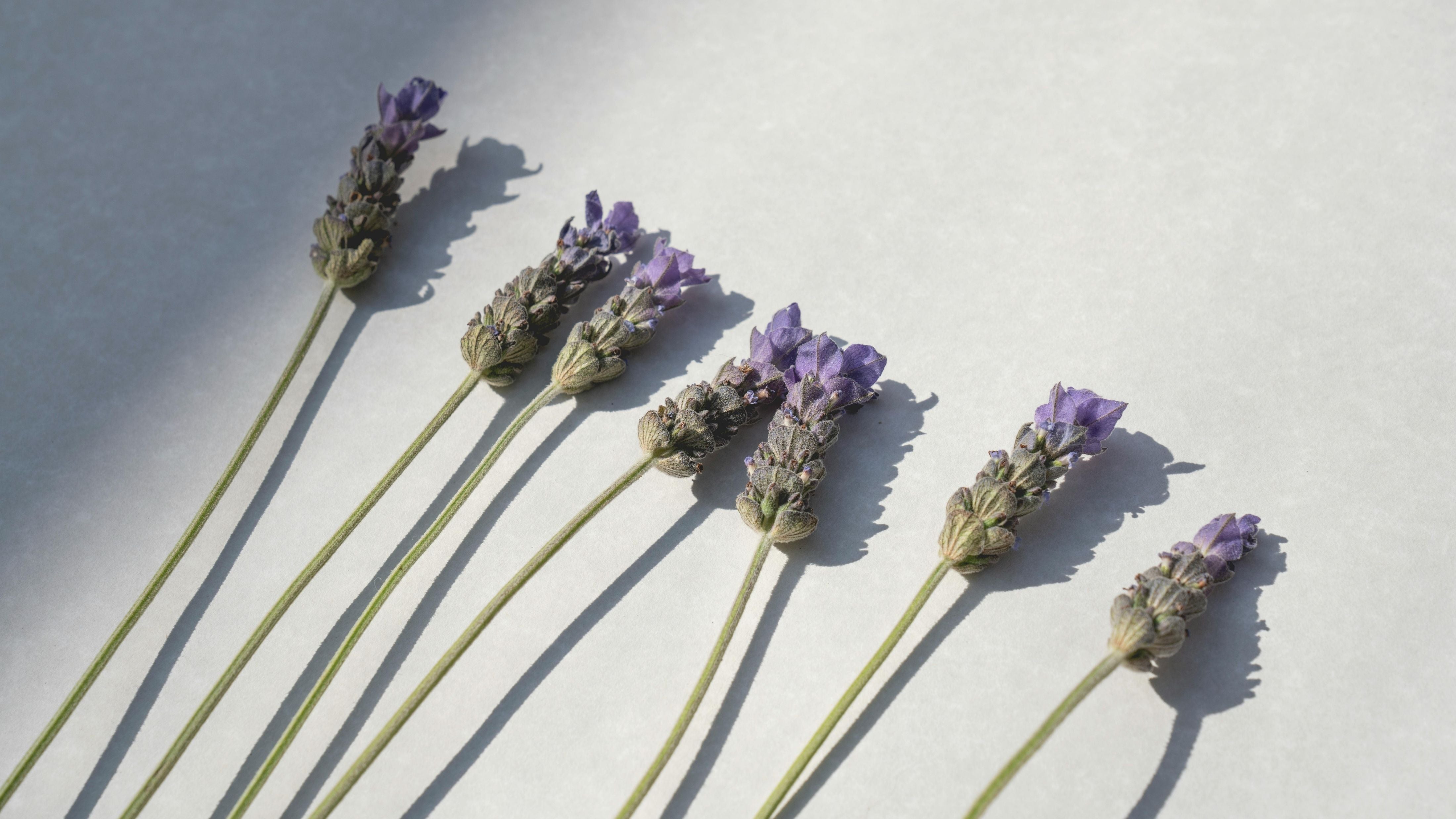 為什麼薰衣草永不過時？一段跨越時間的療癒旅程