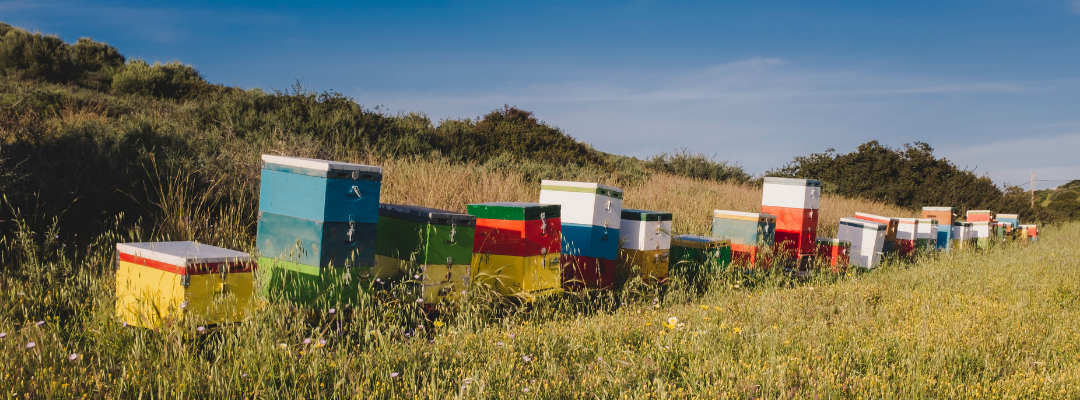 Colorful beehive boxes lined up in a grassy rural field under clear blue sky, surrounded by tall wild grass and shrubs, representing a natural apiary setting for honey production.