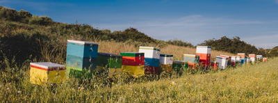 Colorful beehive boxes lined up in a grassy rural field under clear blue sky, surrounded by tall wild grass and shrubs, representing a natural apiary setting for honey production.