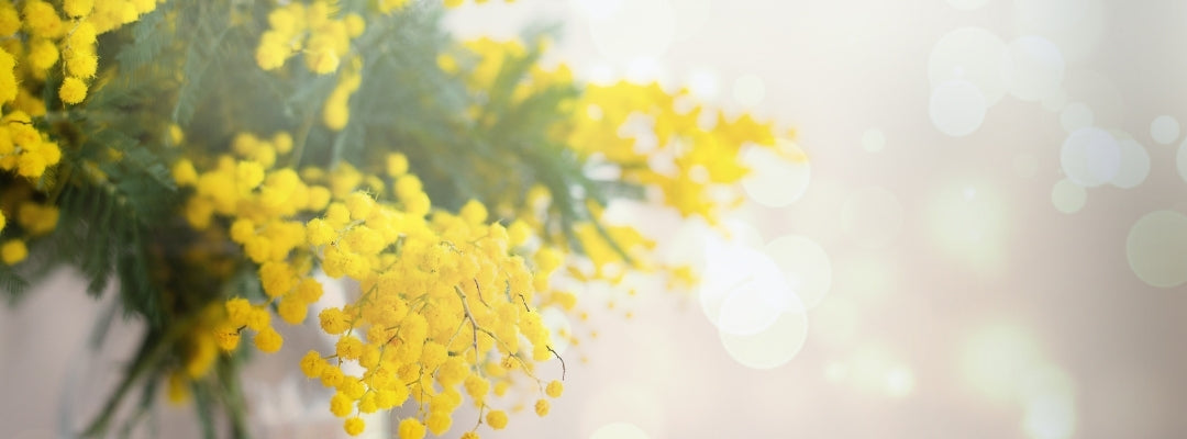 yellow flowers under sunrays