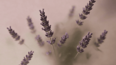 暖调朦胧薰衣草，春日芳疗舒缓身心的治愈氛围。