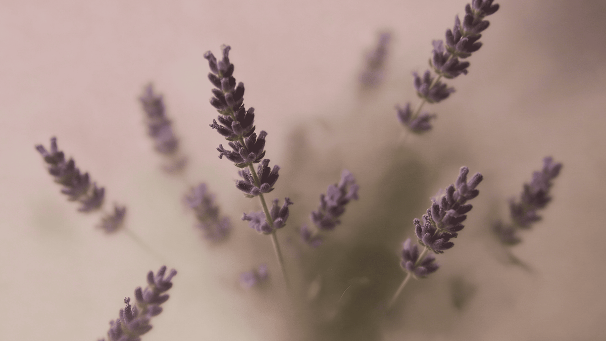 暖调朦胧薰衣草，春日芳疗舒缓身心的治愈氛围。