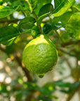 Bergamot FCF Essential Oil