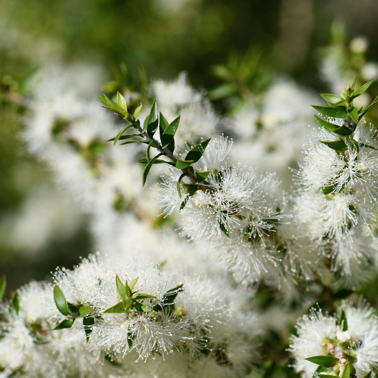 Cajeput 白千層精油 image 2