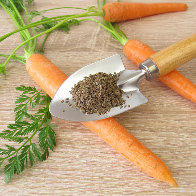 Carrot Seed Essential Oil