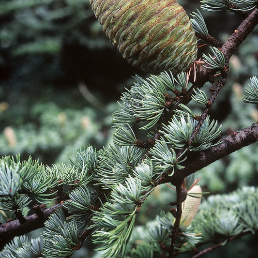 Cedarwood Atlas 香柏精油 image 2