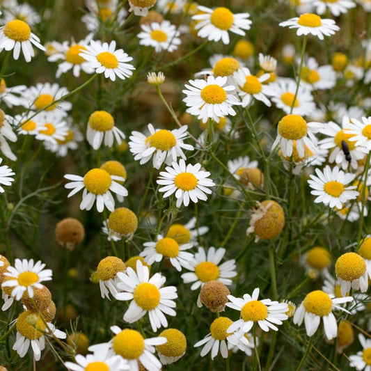 Chamomile German 德國洋甘菊精油 image 2