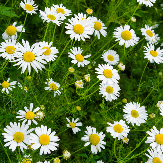 Chamomile Roman 羅馬洋甘菊精油 image 2
