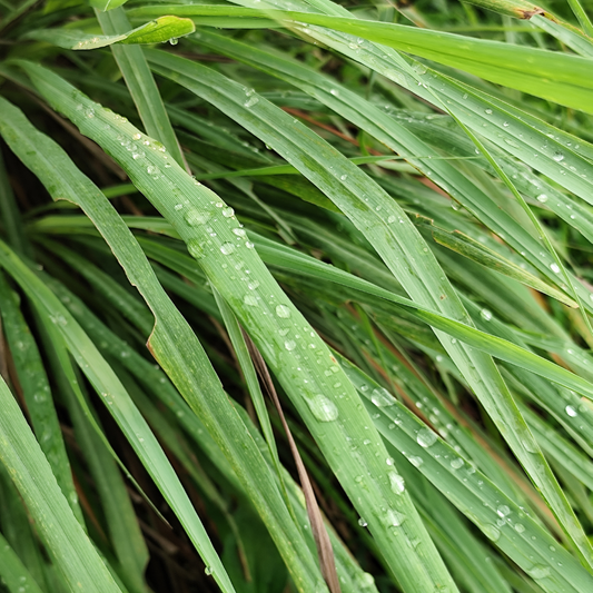 Citronella Essential Oil image 2