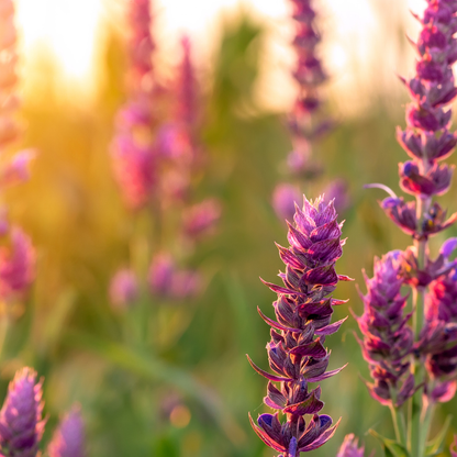 Clary Sage 快樂鼠尾草精油
