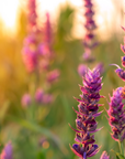 Clary Sage Essential Oil