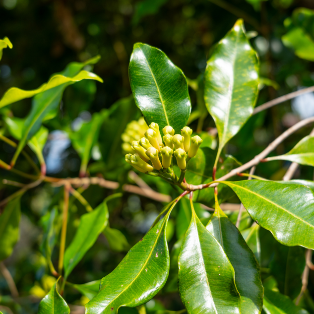 Clove Bud Essential Oil
