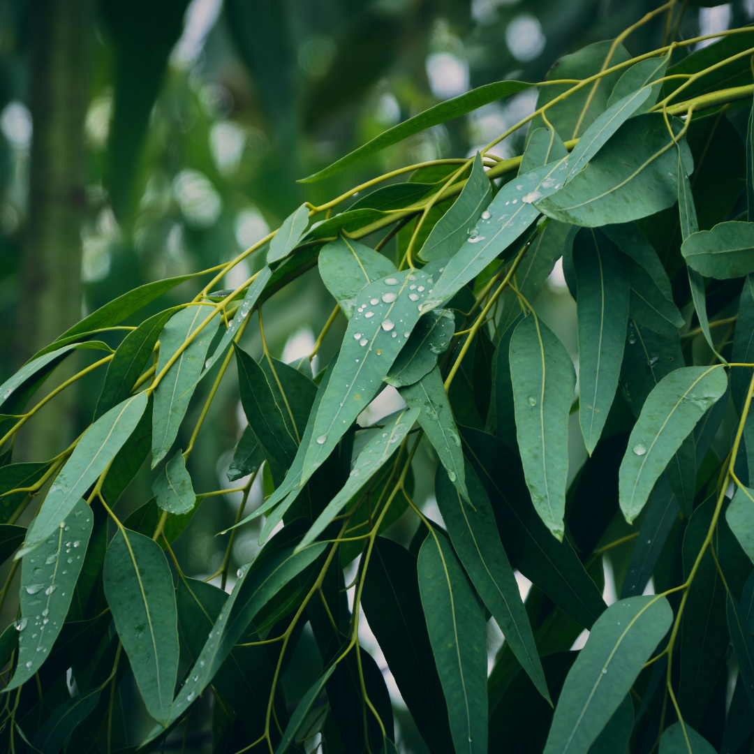 Eucalyptus 尤加利精油