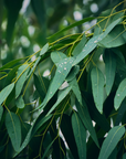 Eucalyptus 尤加利精油