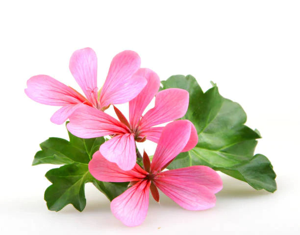 天竺葵精油 Geranium