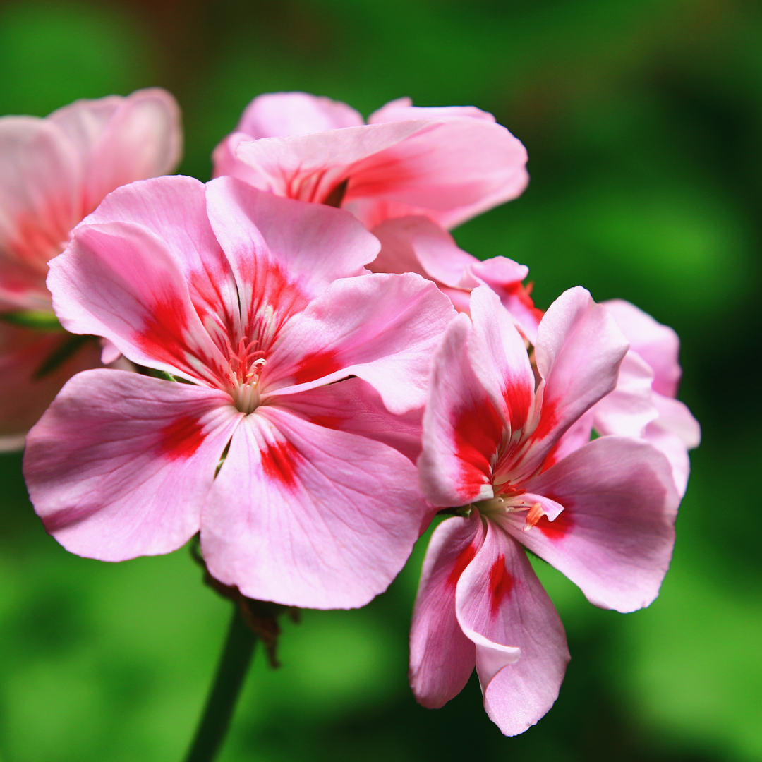 Geranium 天竺葵精油