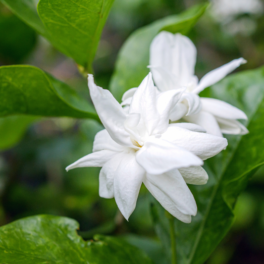 Jasmine Absolute 茉莉精油 image 2