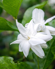 Jasmine Absolute Essential Oil
