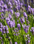 Lavender 40/42 Essential Oil