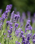 Lavender 50/52 Essential Oil