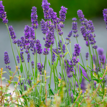 Lavender Bulgaria Essential Oil