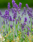Lavender Bulgaria Essential Oil