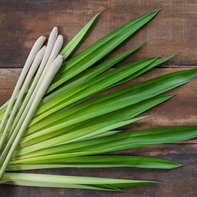 Lemongrass 檸檬香茅精油