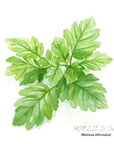 Melissa Essential Oil