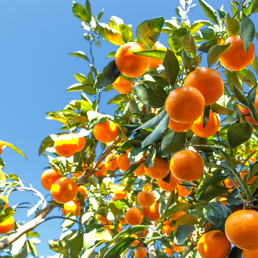 Mandarin Essential Oil