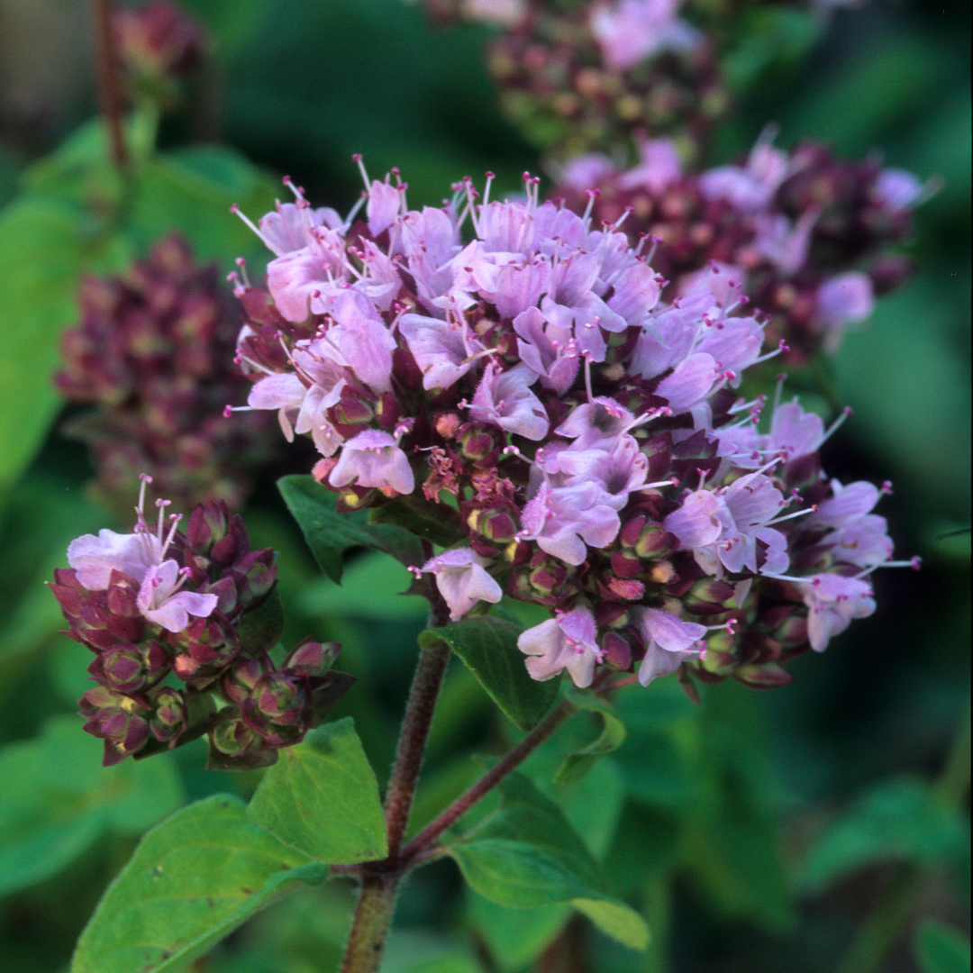Marjoram Sweet Essential Oil