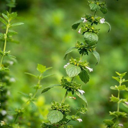 Melissa Essential Oil
