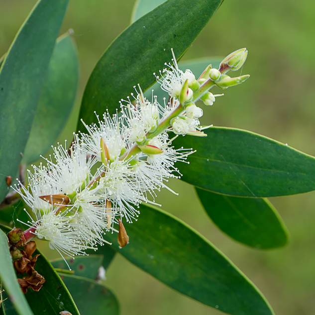 Niaouli Essential Oil